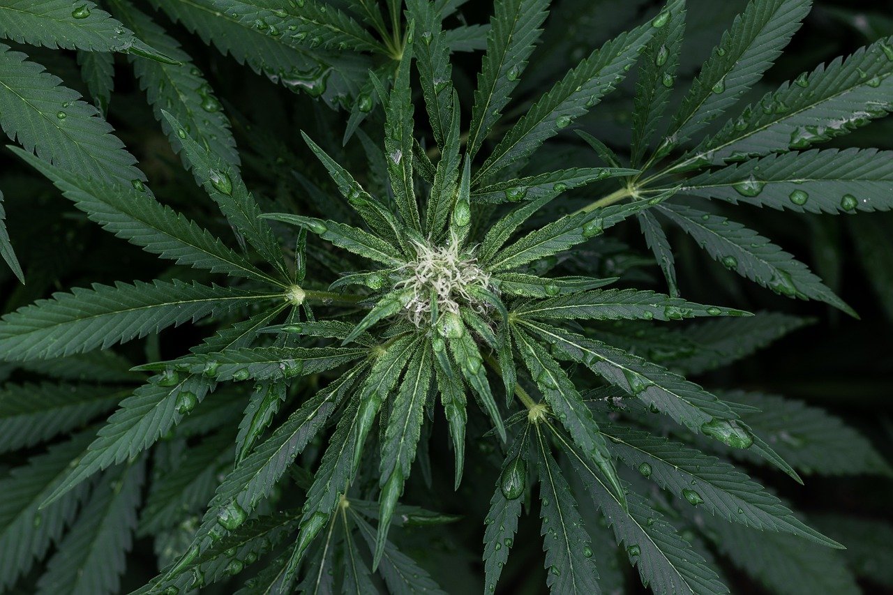 Le CBD en France : perspectives des startups, enjeux de l’approvisionnement et cadre légal