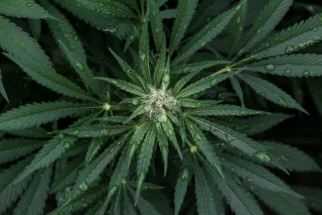 Le CBD en France : perspectives des startups, enjeux de l’approvisionnement et cadre légal